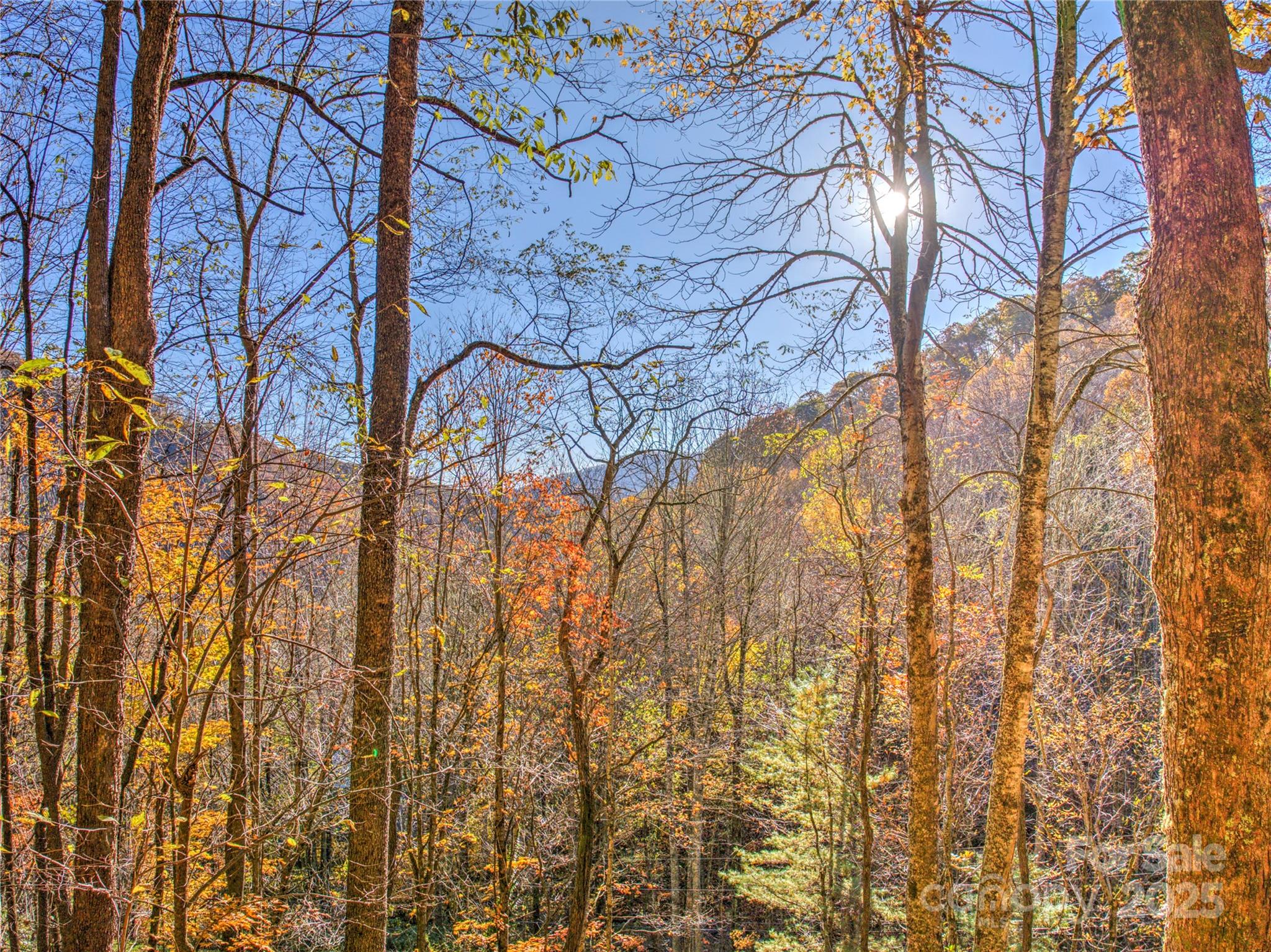 430 Long Branch Road Maggie Valley, NC 28751 - Photo 31 of 34 a backyard of a house with lots of trees