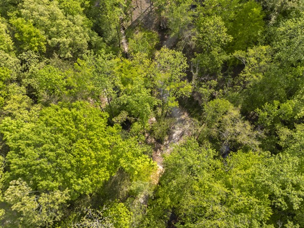 1240 Tanner Hollow Road Centerville, TN 37033 - Photo 12 of 23 a view of a lush green forest with lush green forest
