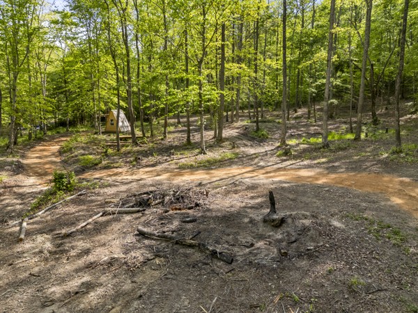 1240 Tanner Hollow Road Centerville, TN 37033 - Photo 13 of 23 a view of a yard with a tree