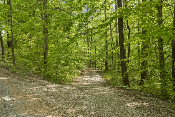 1240 Tanner Hollow Road Centerville, TN 37033 - Photo 23 of 23 a view of a yard with plants and large trees