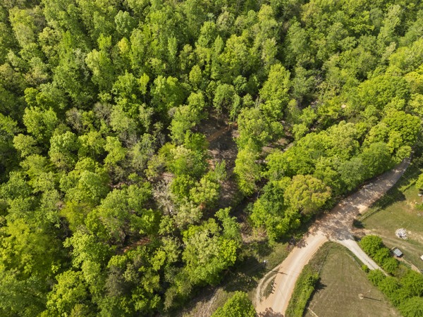 1240 Tanner Hollow Road Centerville, TN 37033 - Photo 9 of 23 a view of a lush green forest with a tree