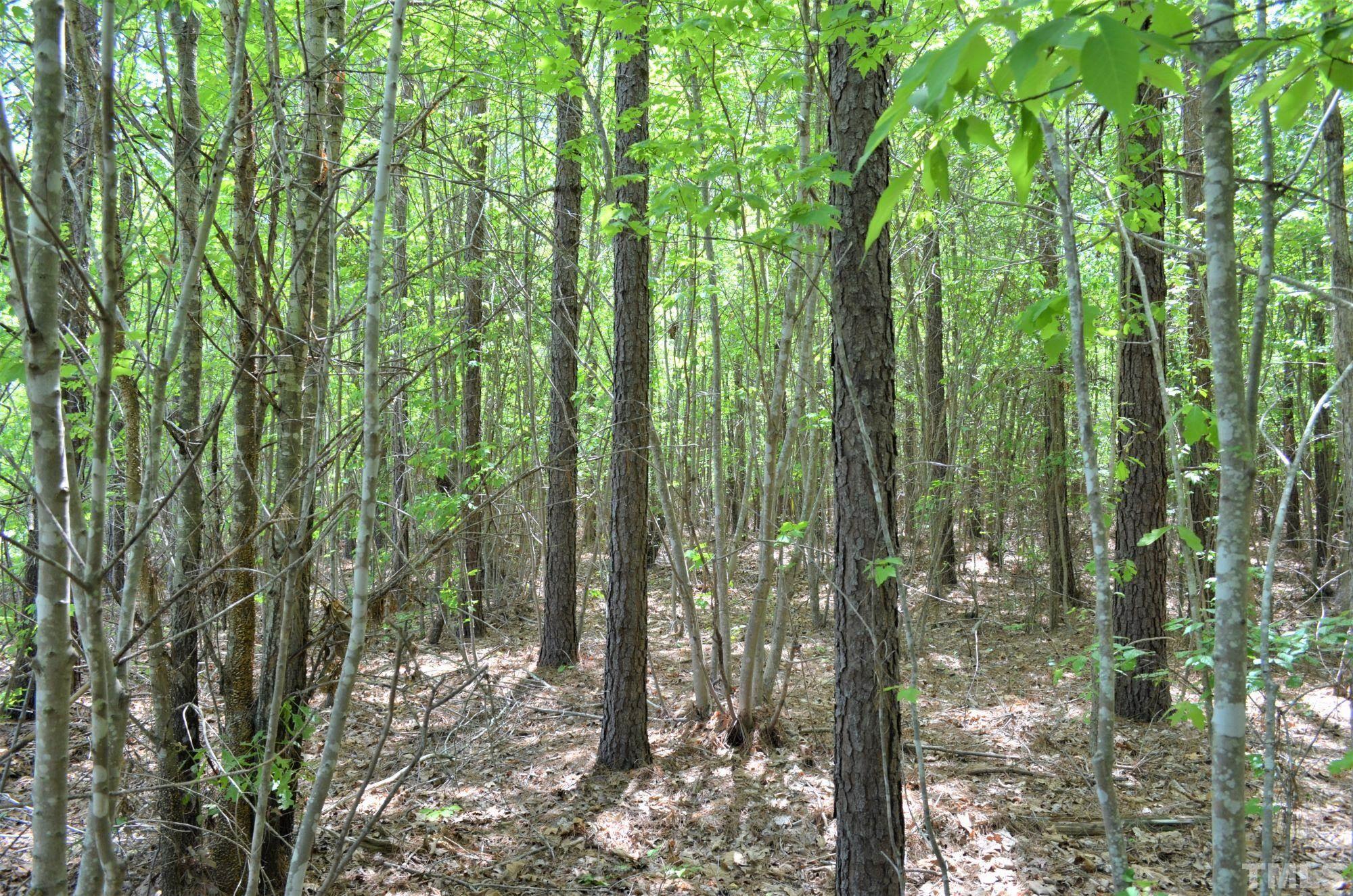 4170 Old Allensville Road Roxboro, NC 27574 - Photo 8 of 11 a view of a forest that has tall trees