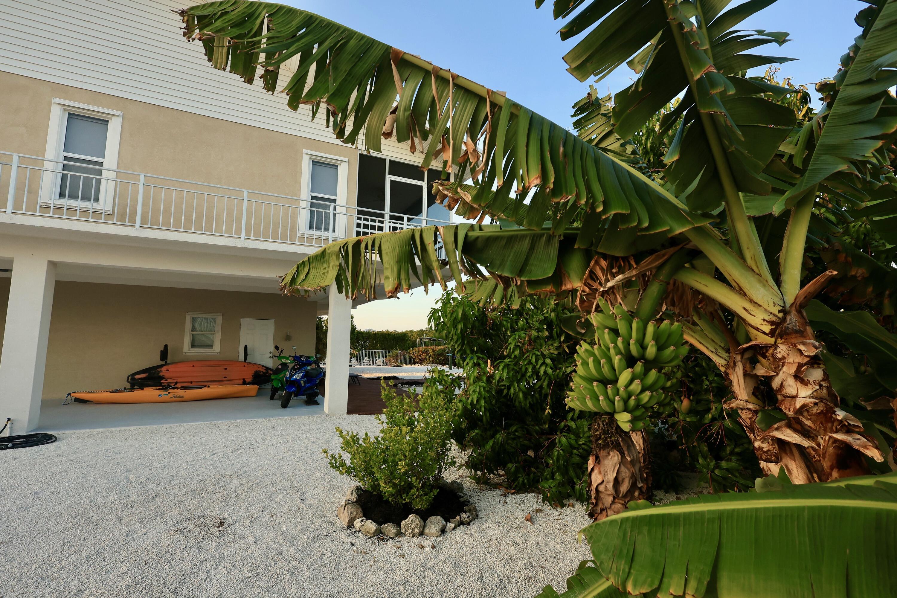 91 Ave G Marathon, FL 33050 - Photo 49 of 53 Banana Tree