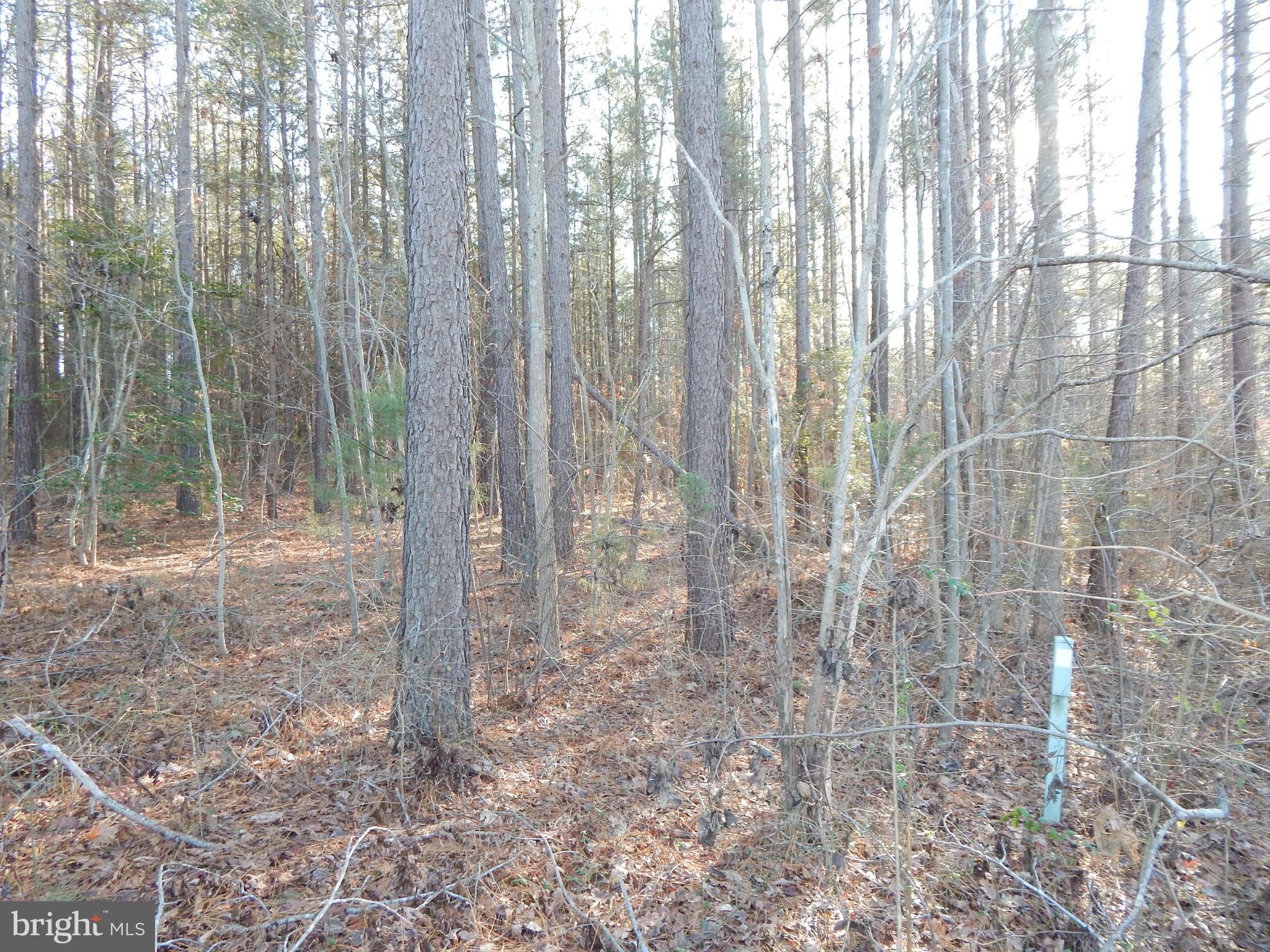 8604 Marye Road Partlow, VA 22534 - Photo 2 of 6 Gallery Image 2