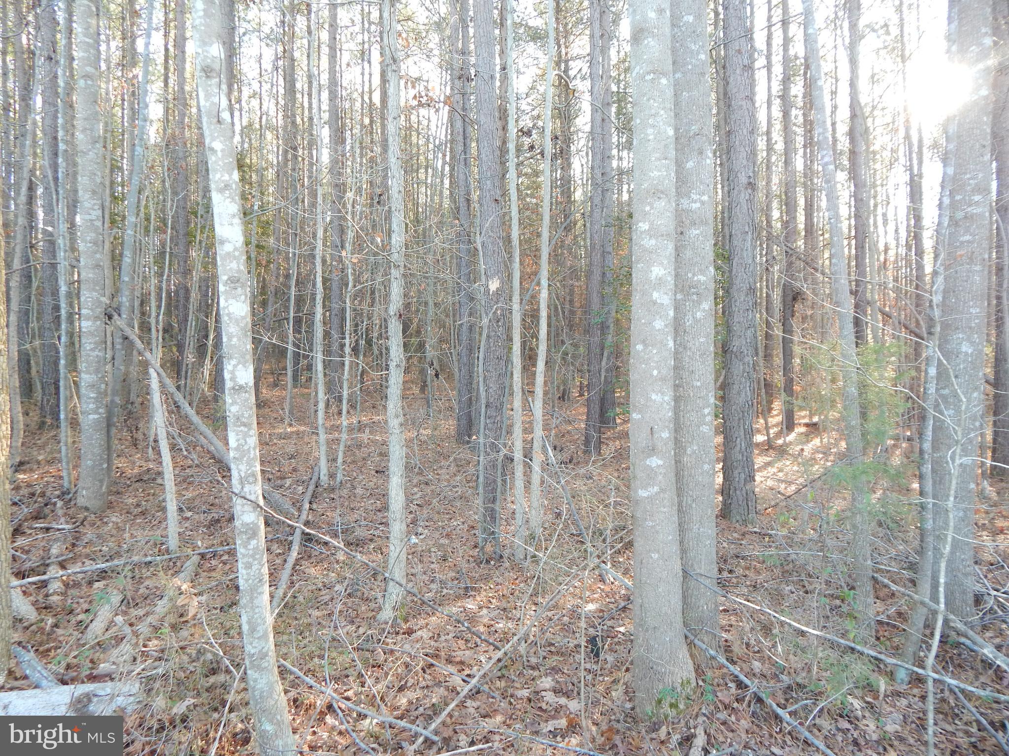8604 Marye Road Partlow, VA 22534 - Photo 3 of 6 Gallery Image 3