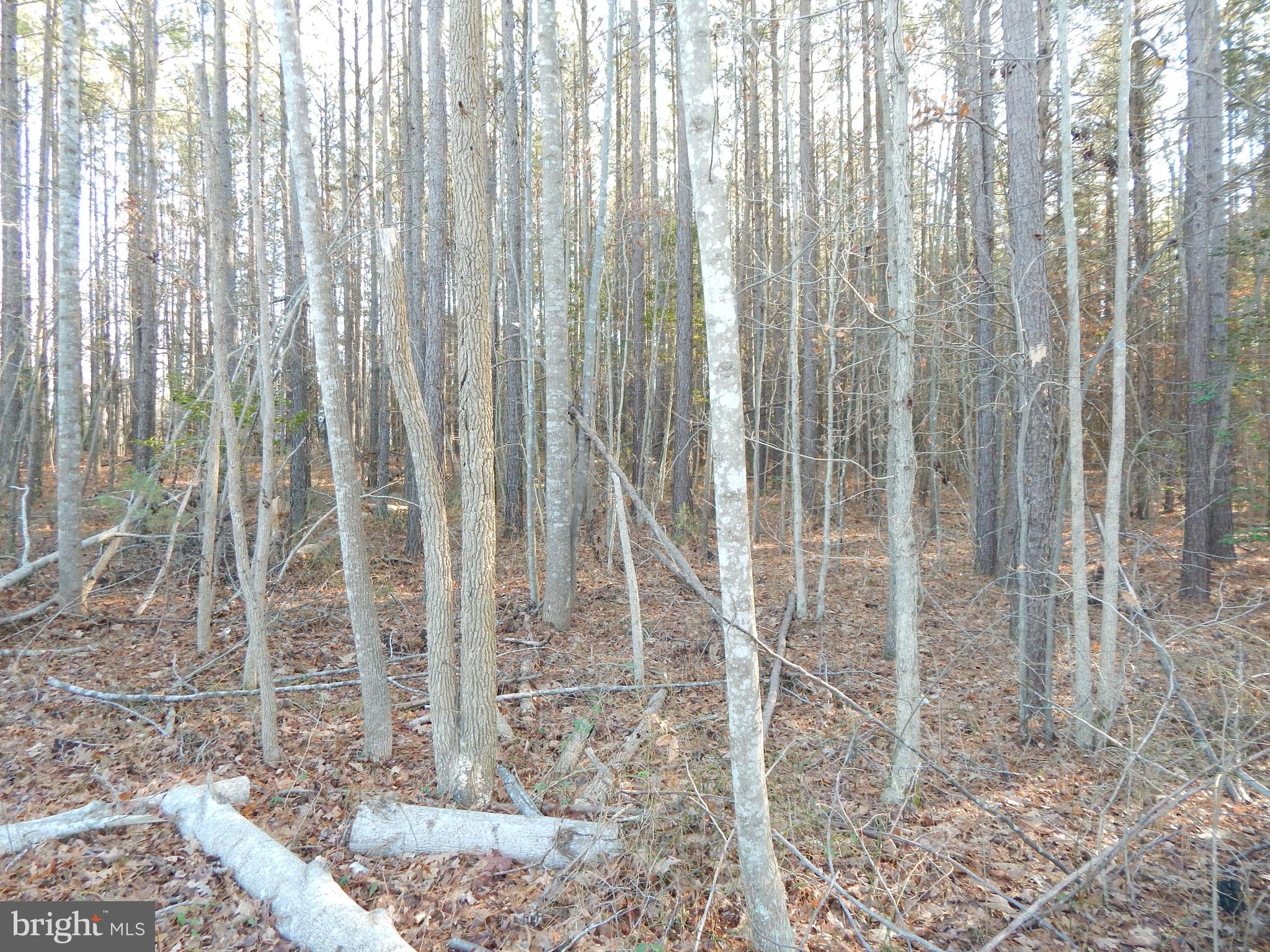 8604 Marye Road Partlow, VA 22534 - Photo 4 of 6 Gallery Image 4