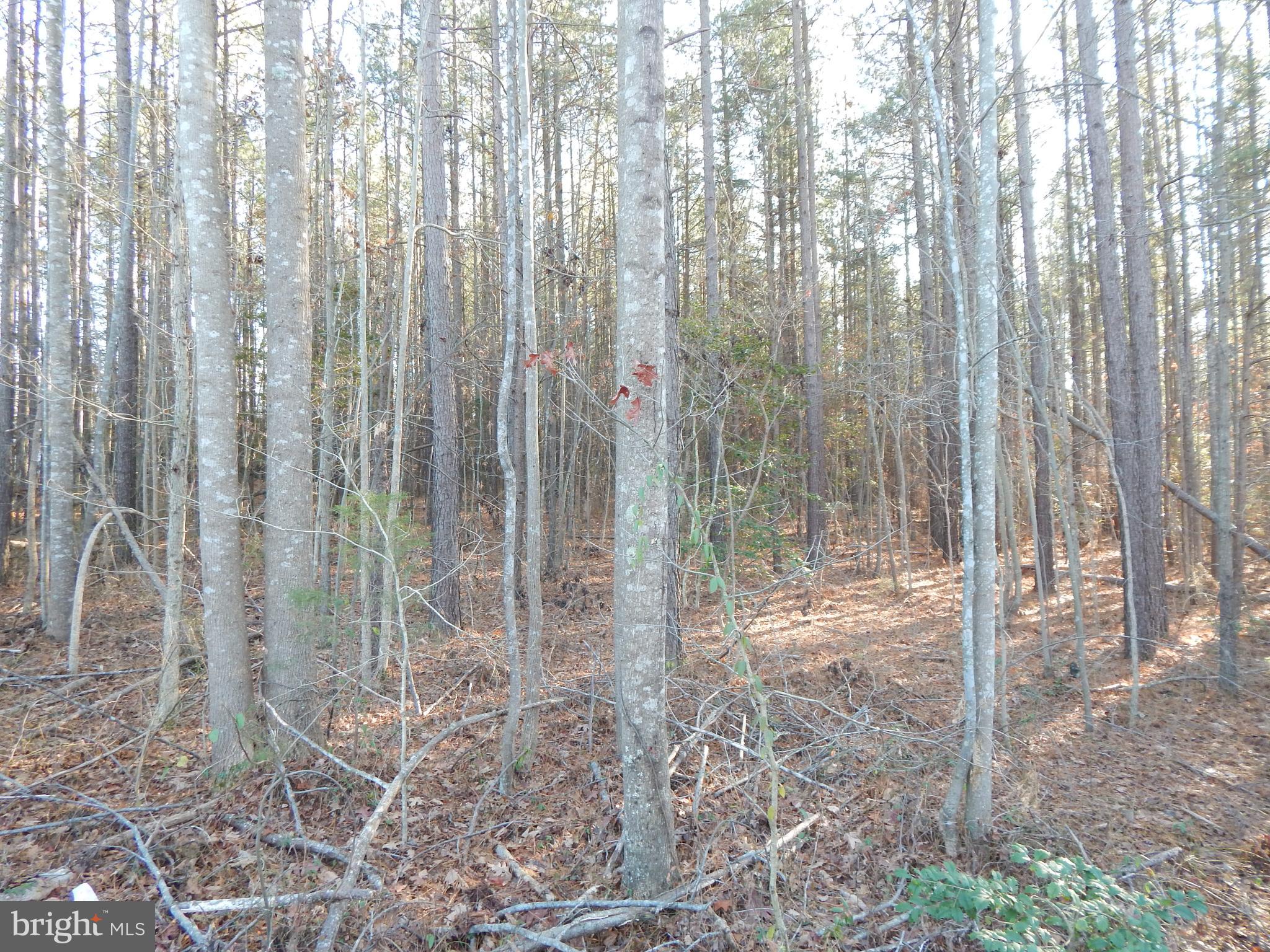 8604 Marye Road Partlow, VA 22534 - Photo 6 of 6 Gallery Image 6