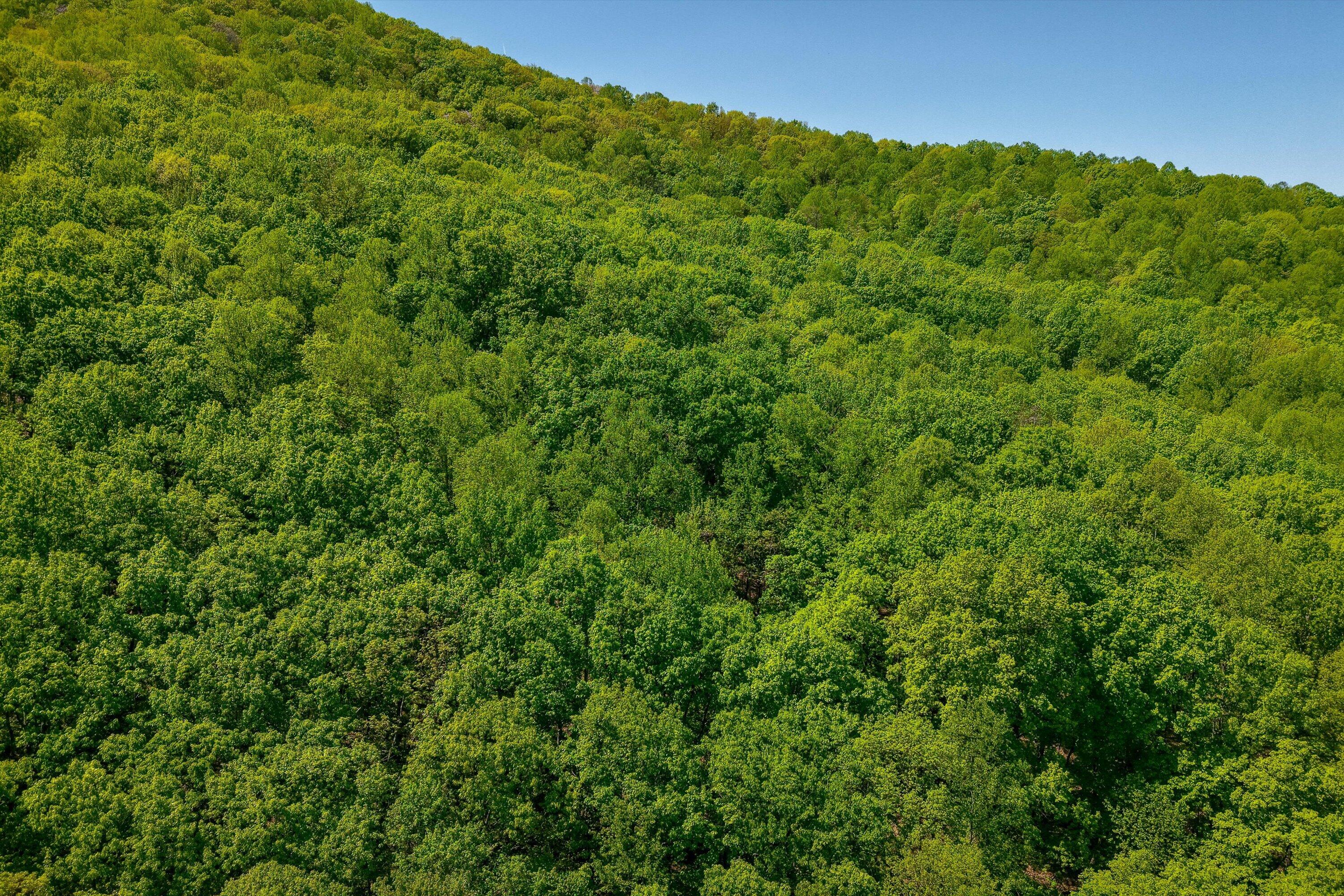 24064 Tbd Audrey Lane Blue Ridge, VA 24064 - Photo 22 of 42 10-Otter Mountain Drive-9