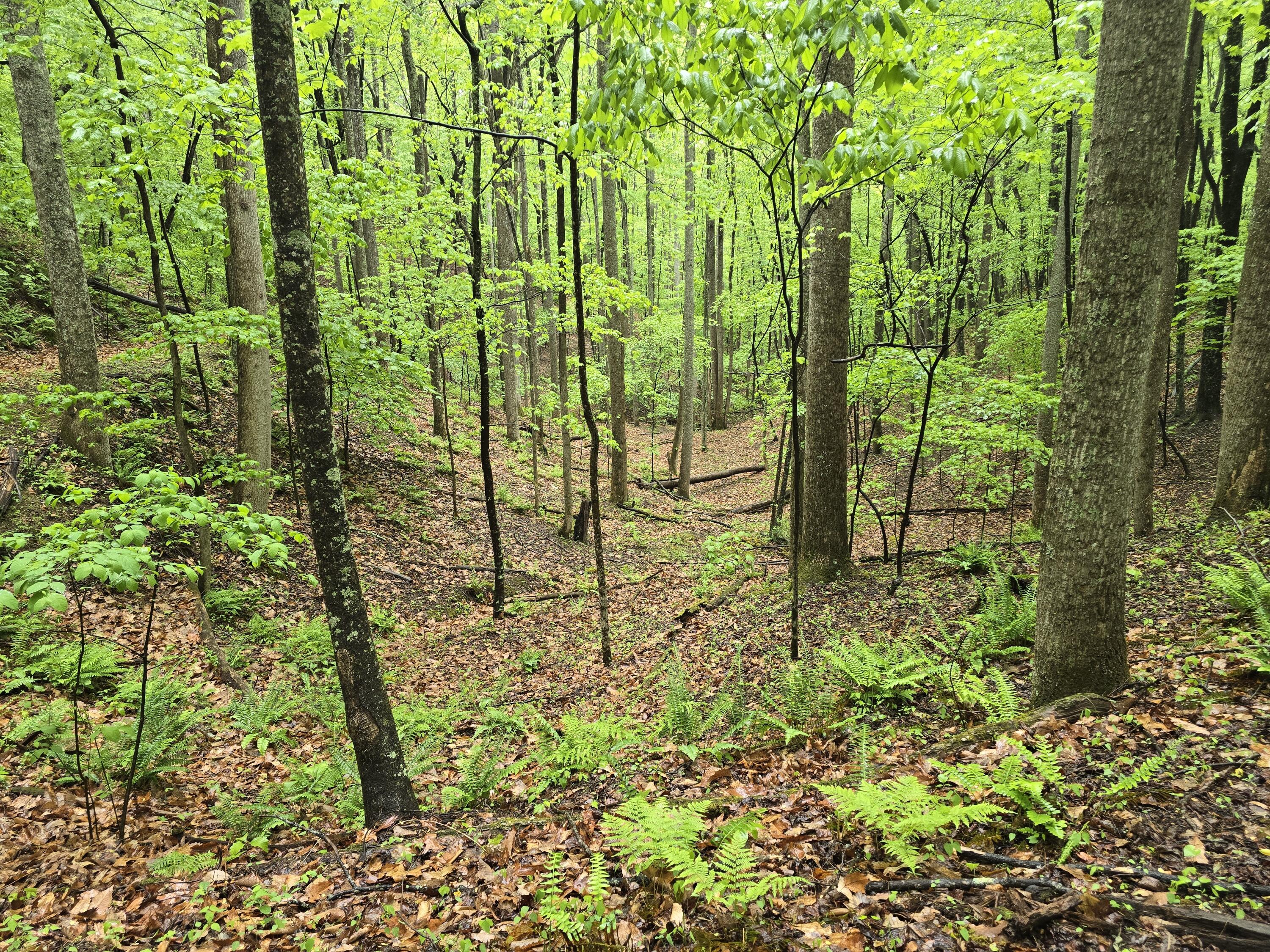 24064 Tbd Audrey Lane Blue Ridge, VA 24064 - Photo 25 of 42 1000018765