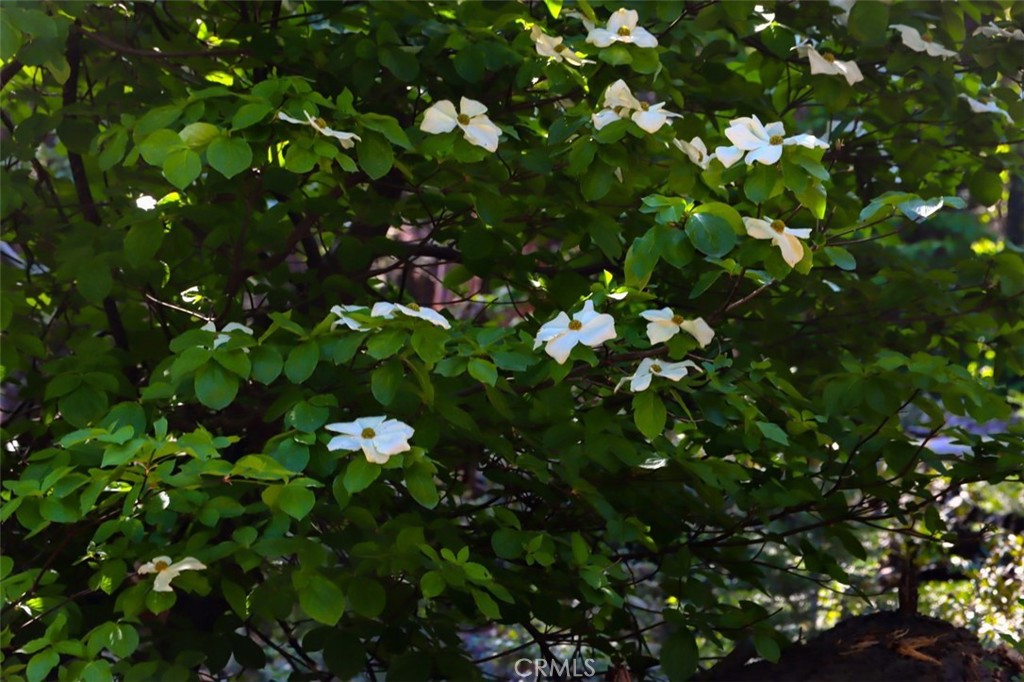 7420 Henness Ridge Road Yosemite National Park, CA 95389 - Photo 15 of 29