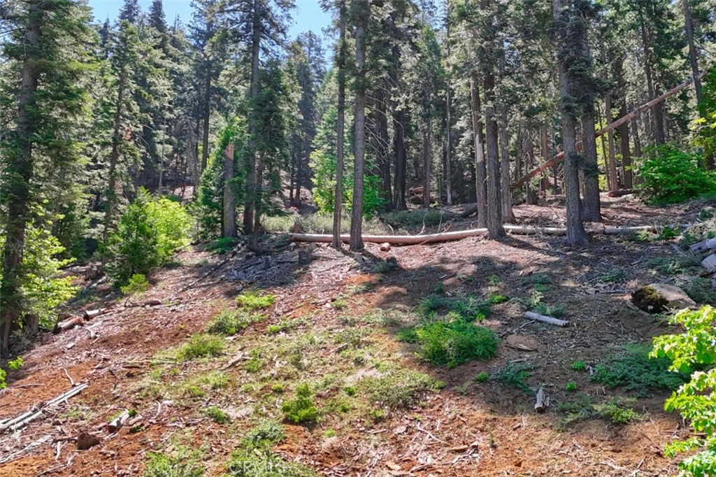 7420 Henness Ridge Road Yosemite National Park, CA 95389 - Photo 18 of 29 a view of a forest with trees in the background