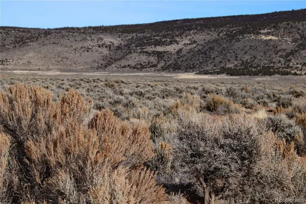 a close up of a tree