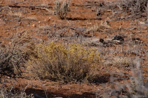 a close up of a tree