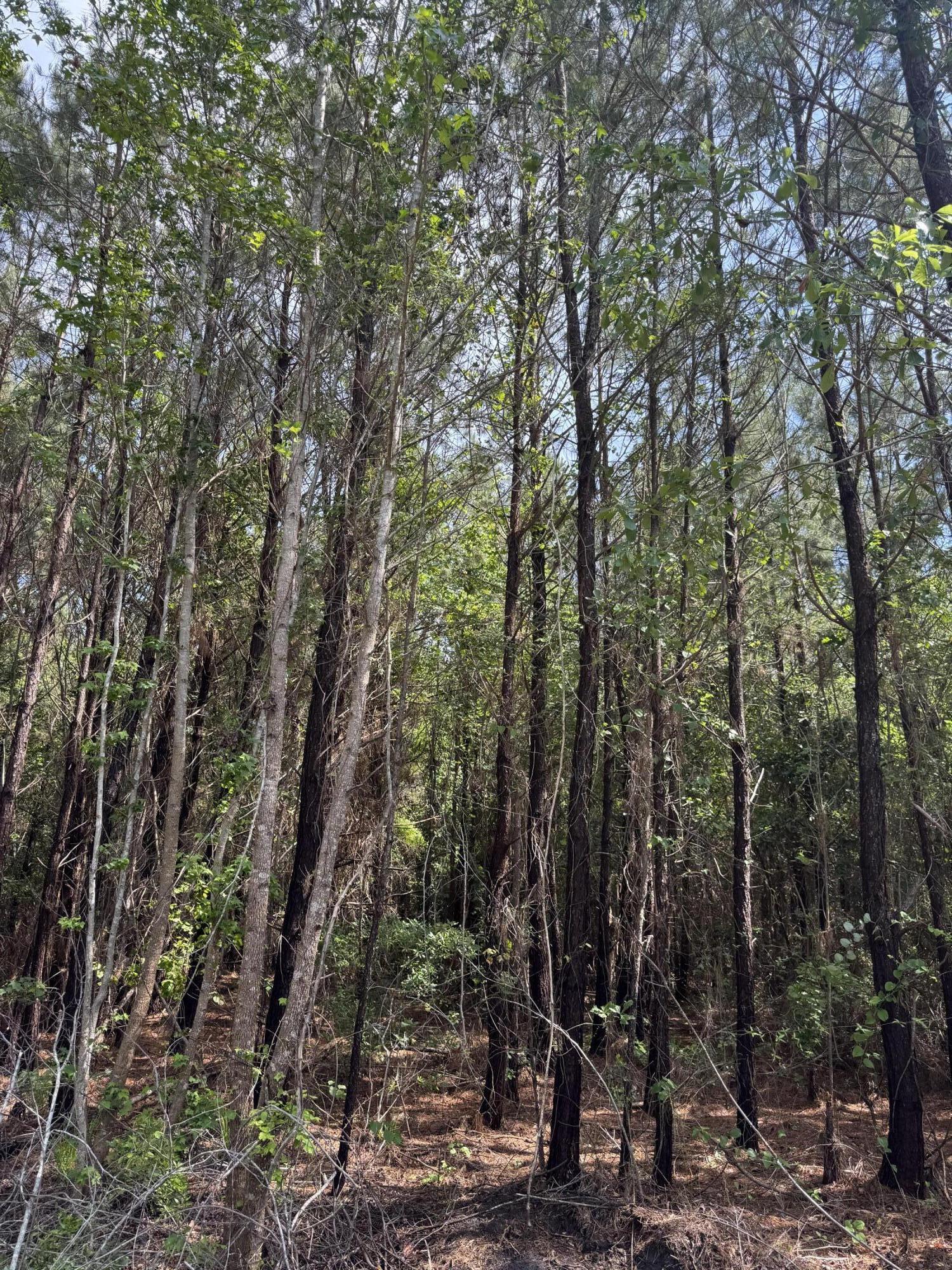 1 Mt Carmel Road Walterboro, SC 29488 - Photo 2 of 5 IMG_5682