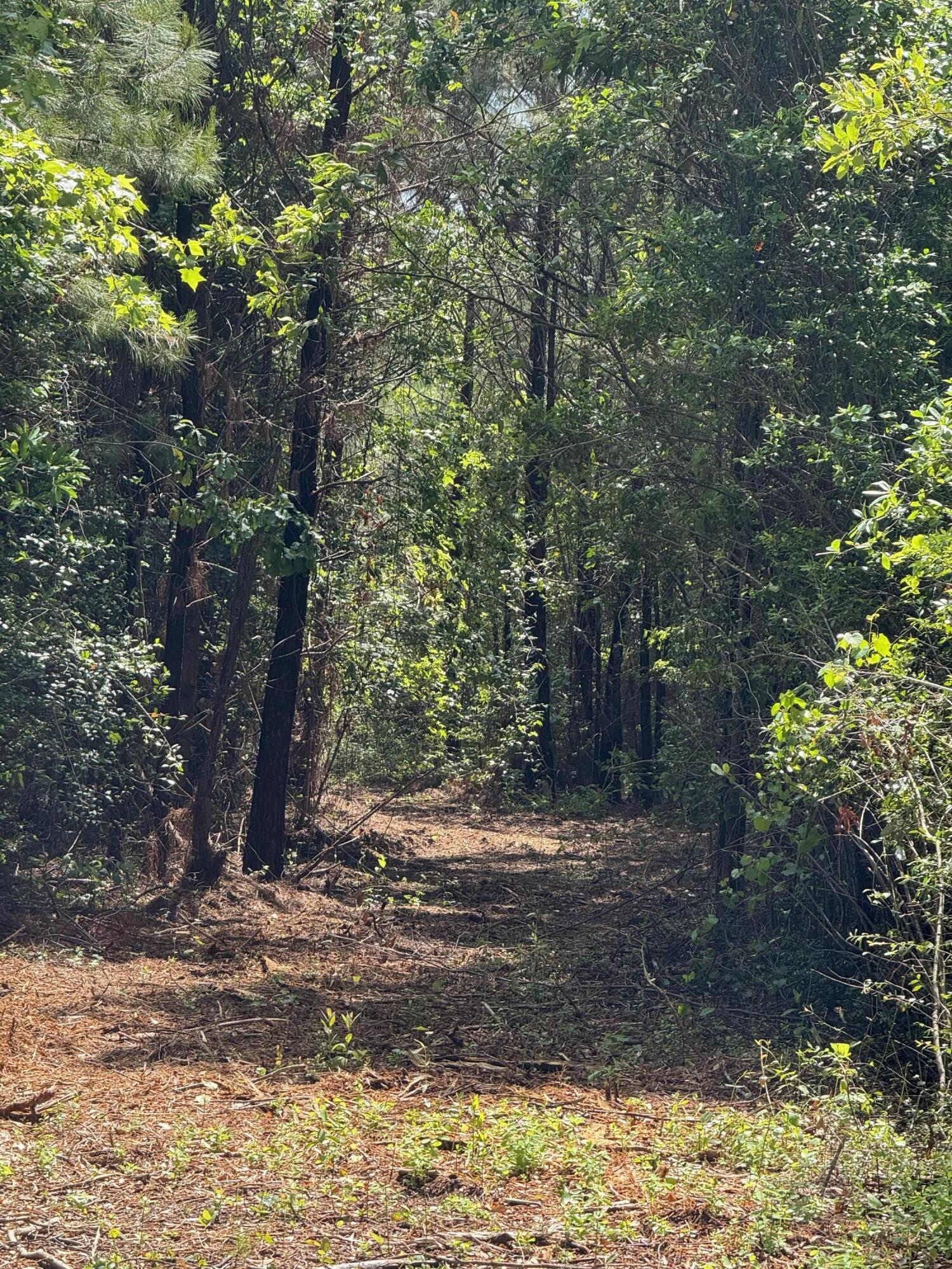 1 Mt Carmel Road Walterboro, SC 29488 - Photo 3 of 5 IMG_5685