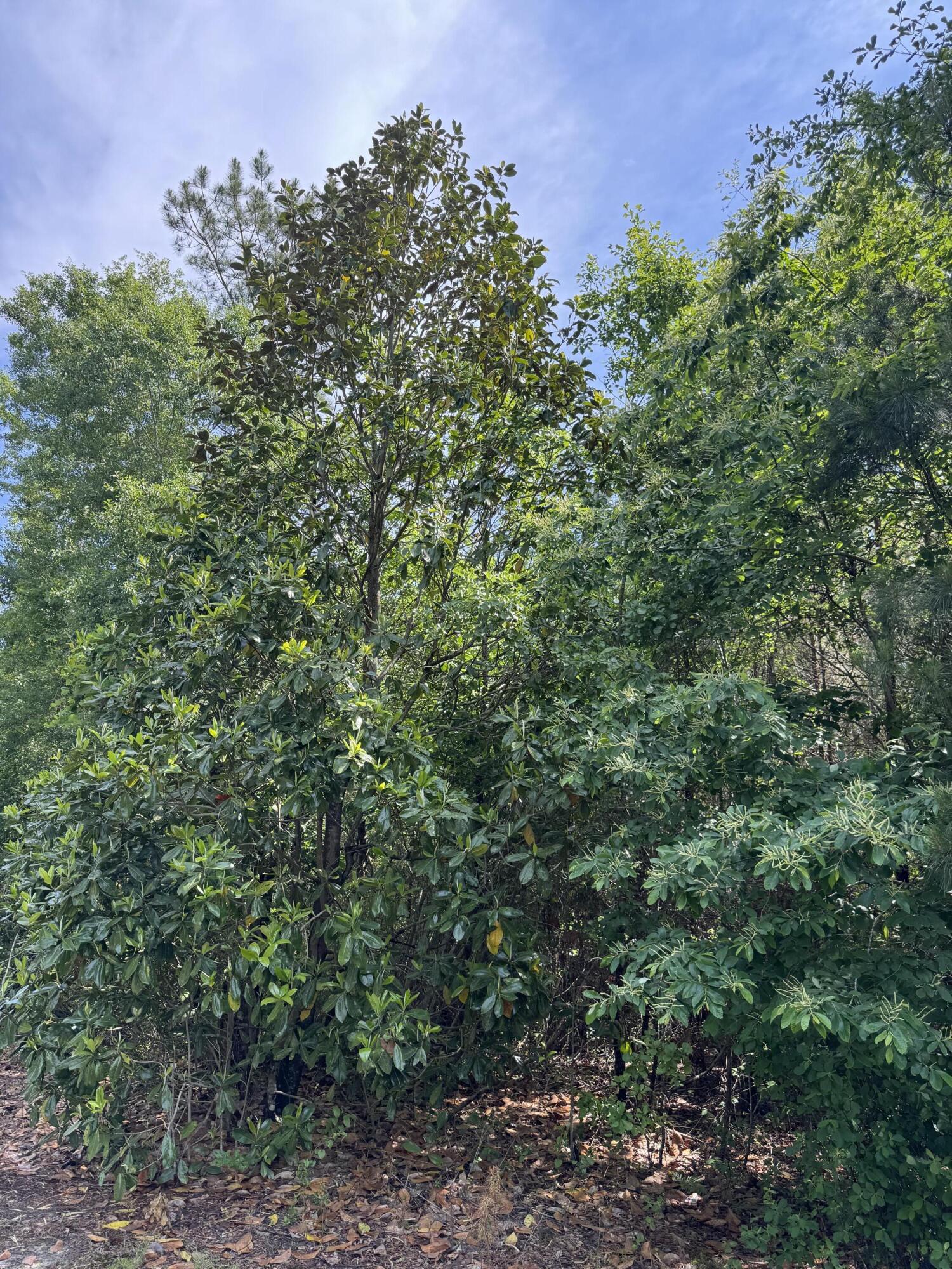 1 Mt Carmel Road Walterboro, SC 29488 - Photo 4 of 5 IMG_5684