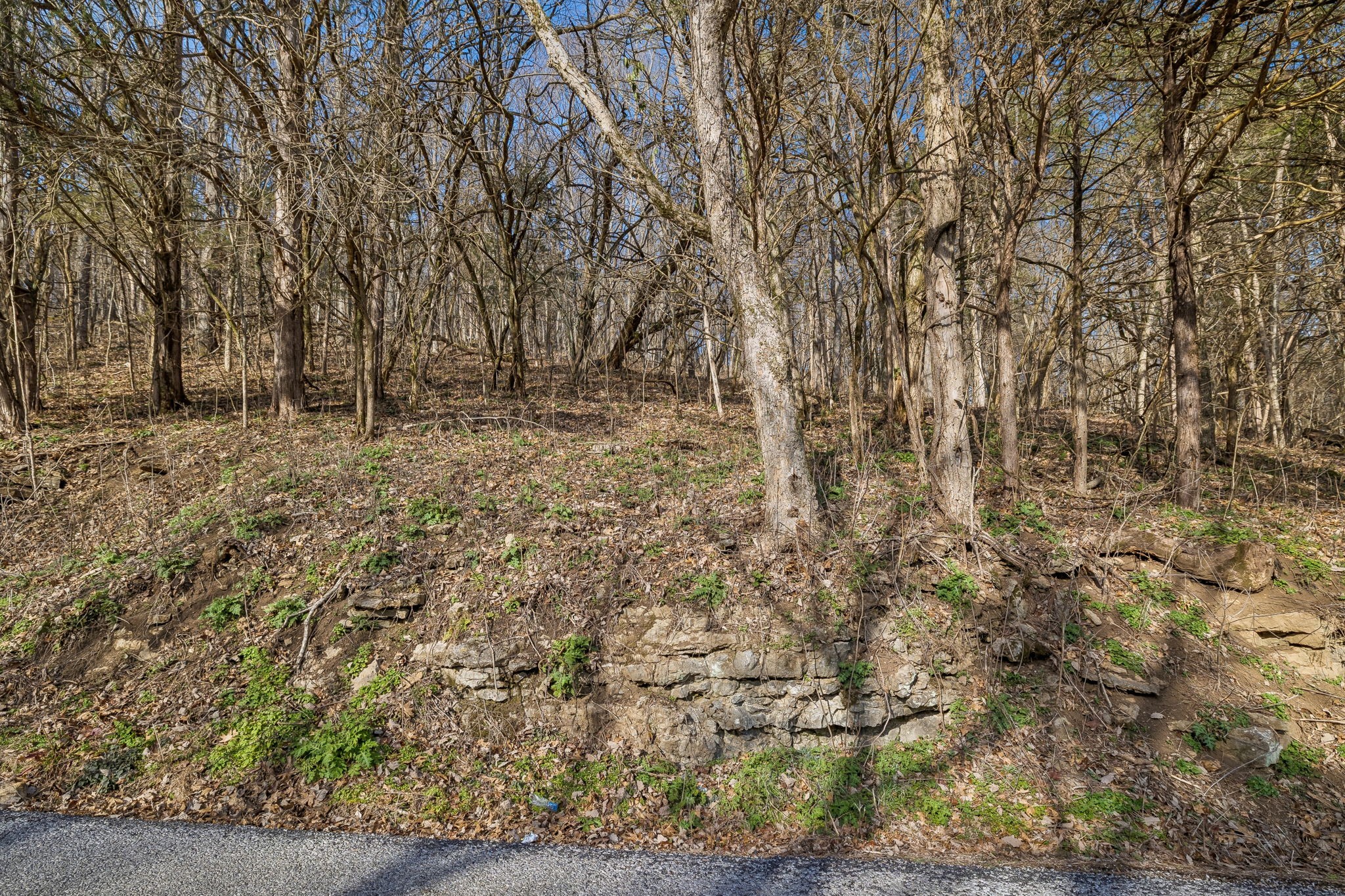 0 Dyer Branch Road Carthage, TN 37030 - Photo 12 of 30 a view of a yard with trees