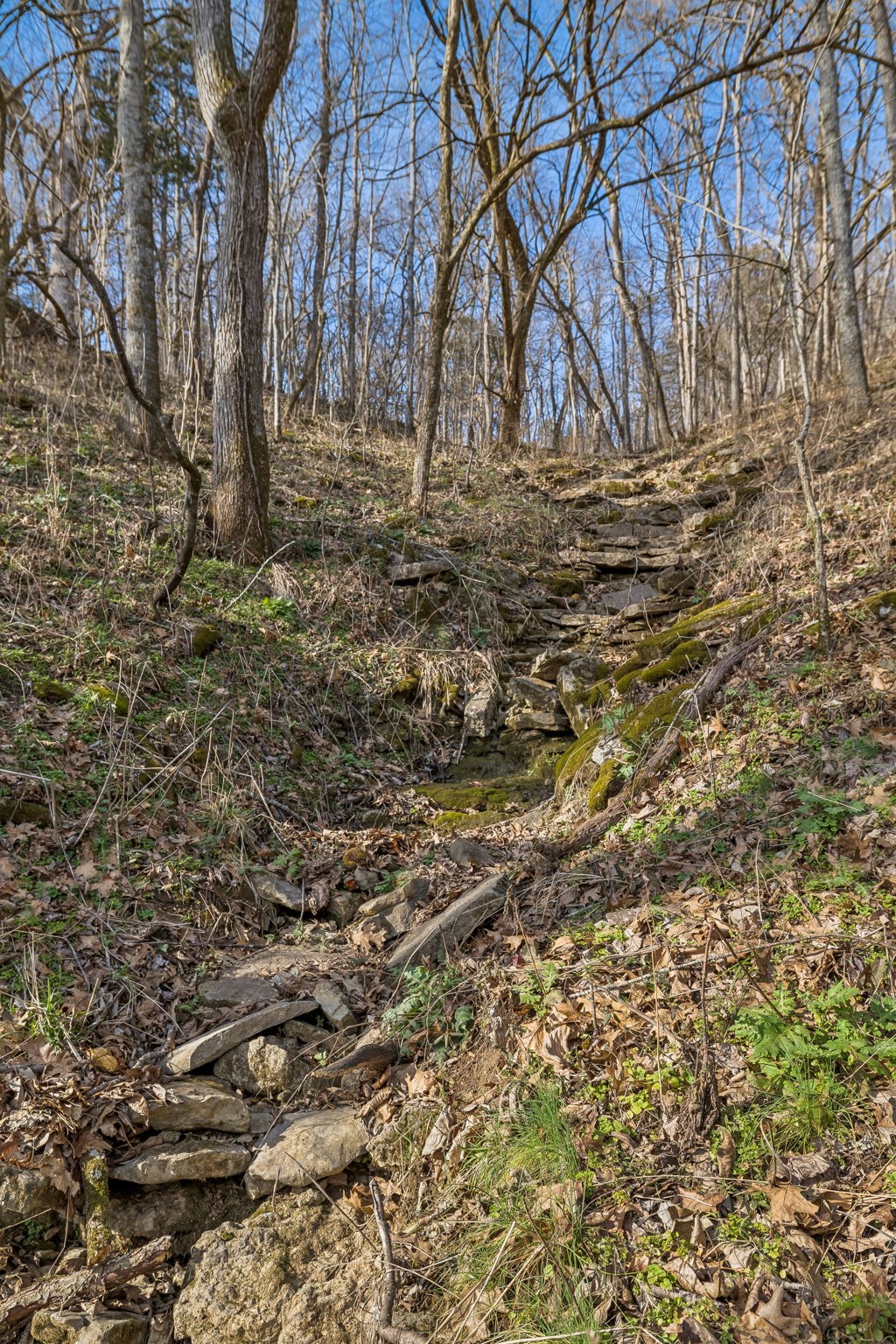 0 Dyer Branch Road Carthage, TN 37030 - Photo 22 of 30 a backyard of a house with large trees