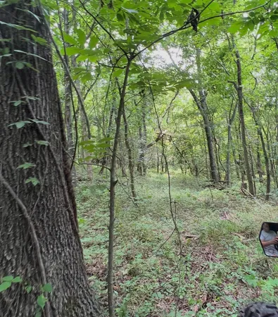 a big yard with lots of green space and deers