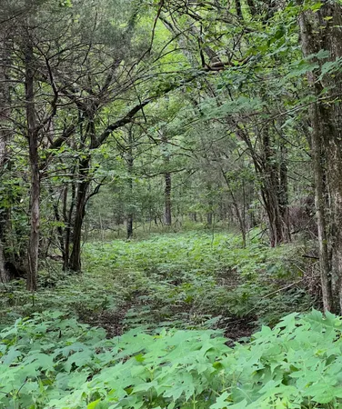 a view of a green field with lots of bushes