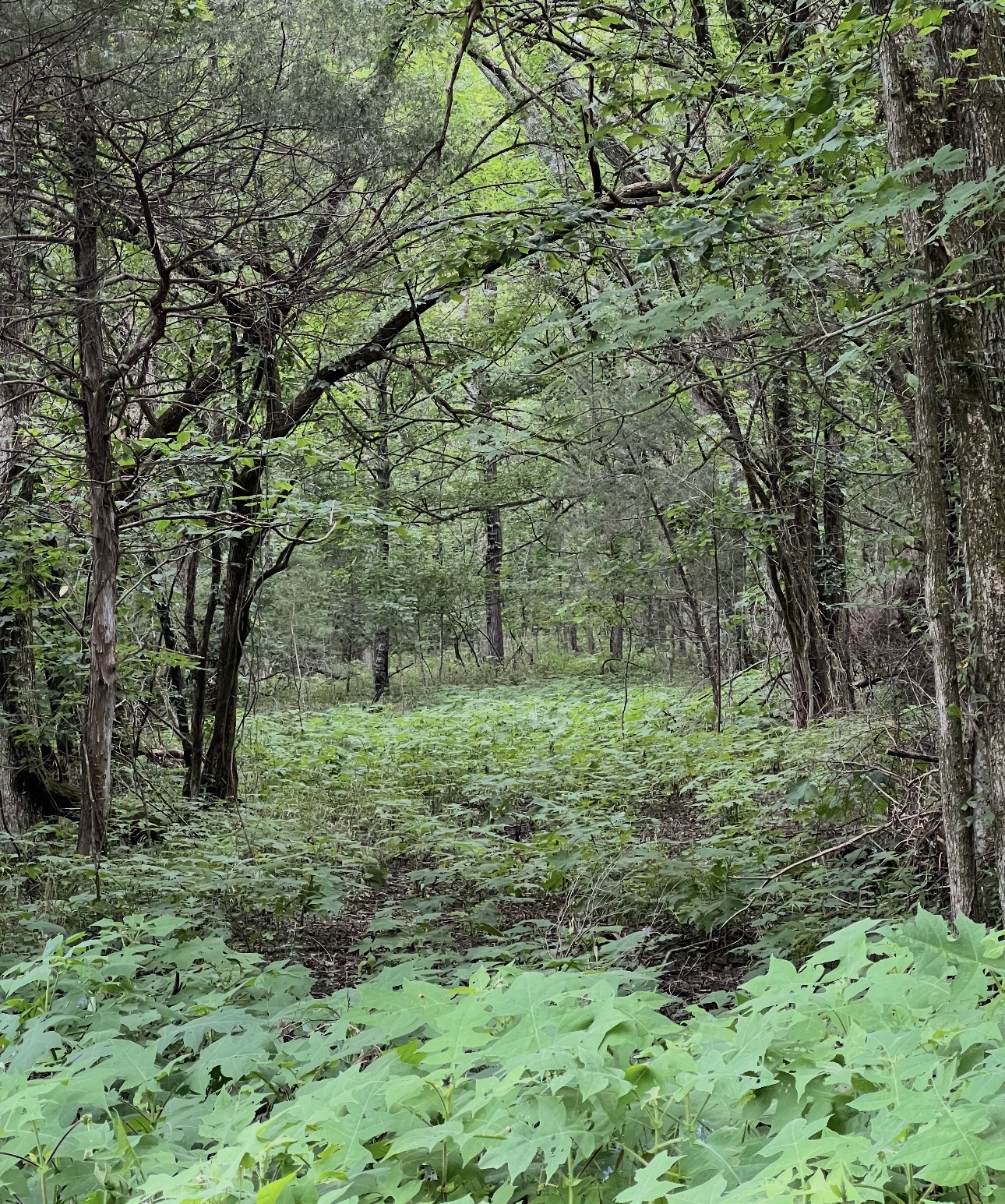 0 Dyer Branch Road Carthage, TN 37030 - Photo 24 of 30 a big yard with lots of green space and deers