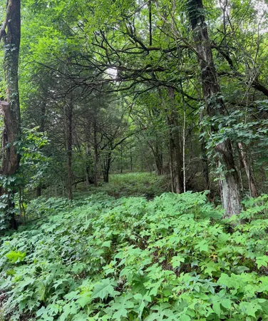 a view of a yard with wooden fence