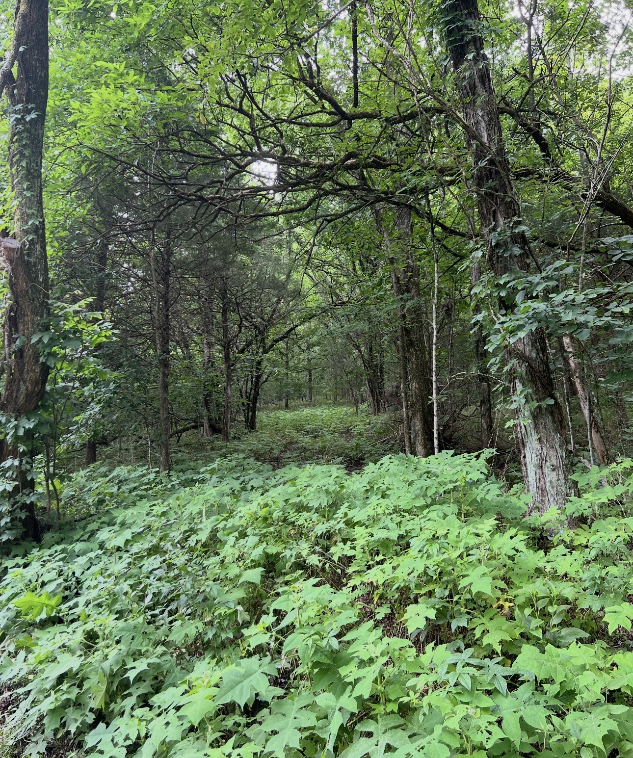 0 Dyer Branch Road Carthage, TN 37030 - Photo 26 of 30 a view of backyard with green space