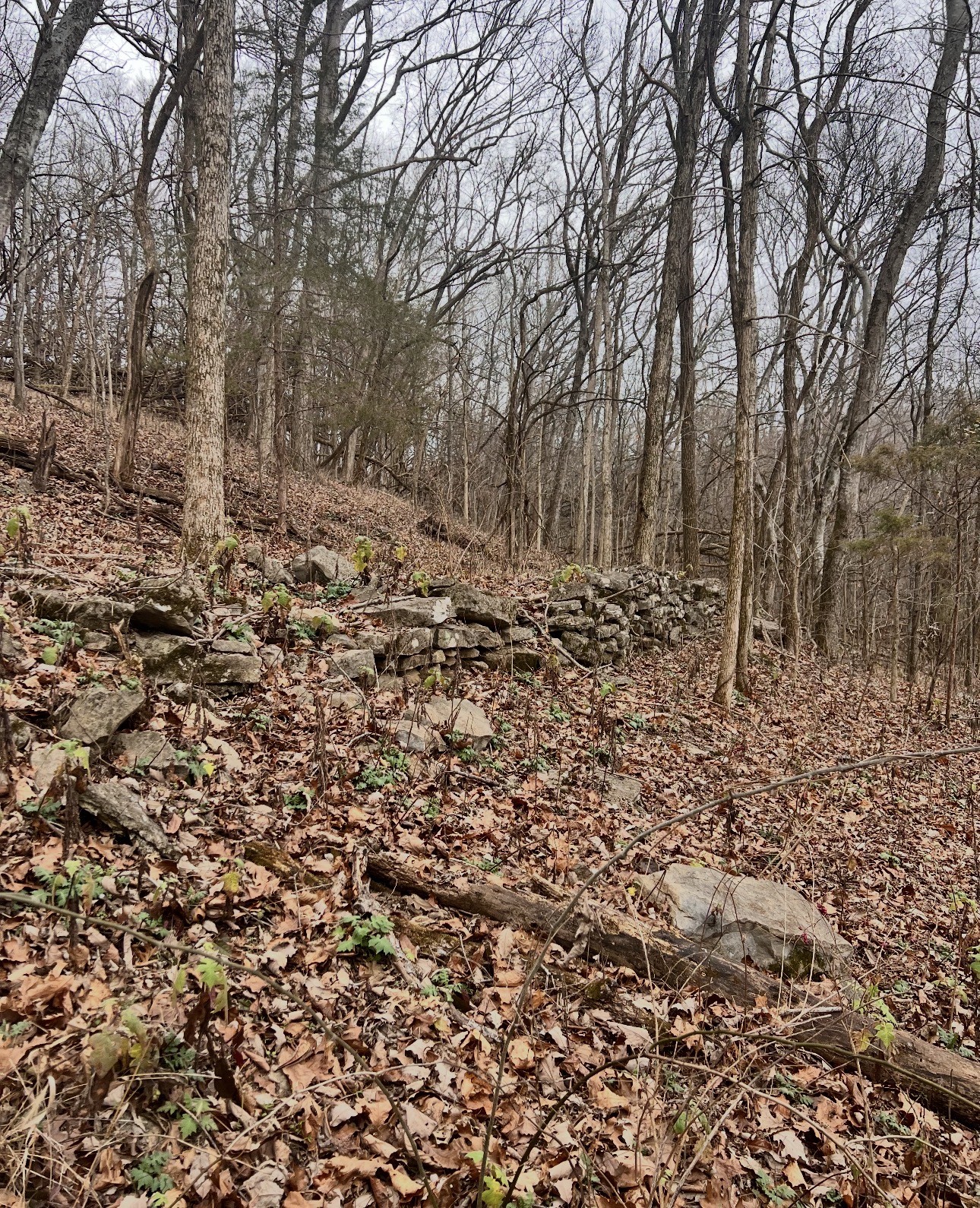 0 Dyer Branch Road Carthage, TN 37030 - Photo 28 of 30 a view of a forest with trees