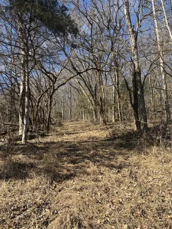 a view of a yard with plants and trees