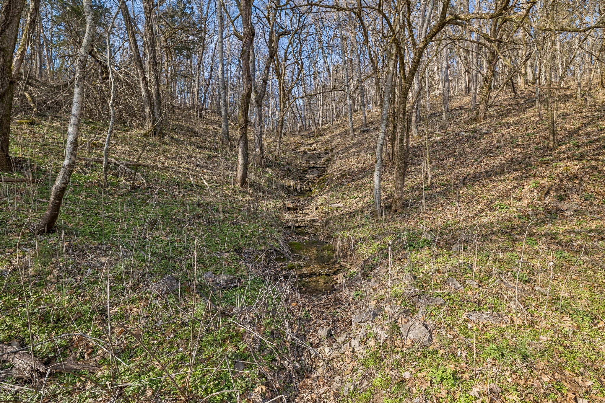 0 Dyer Branch Road Carthage, TN 37030 - Photo 5 of 30 a view of a yard with plants and trees