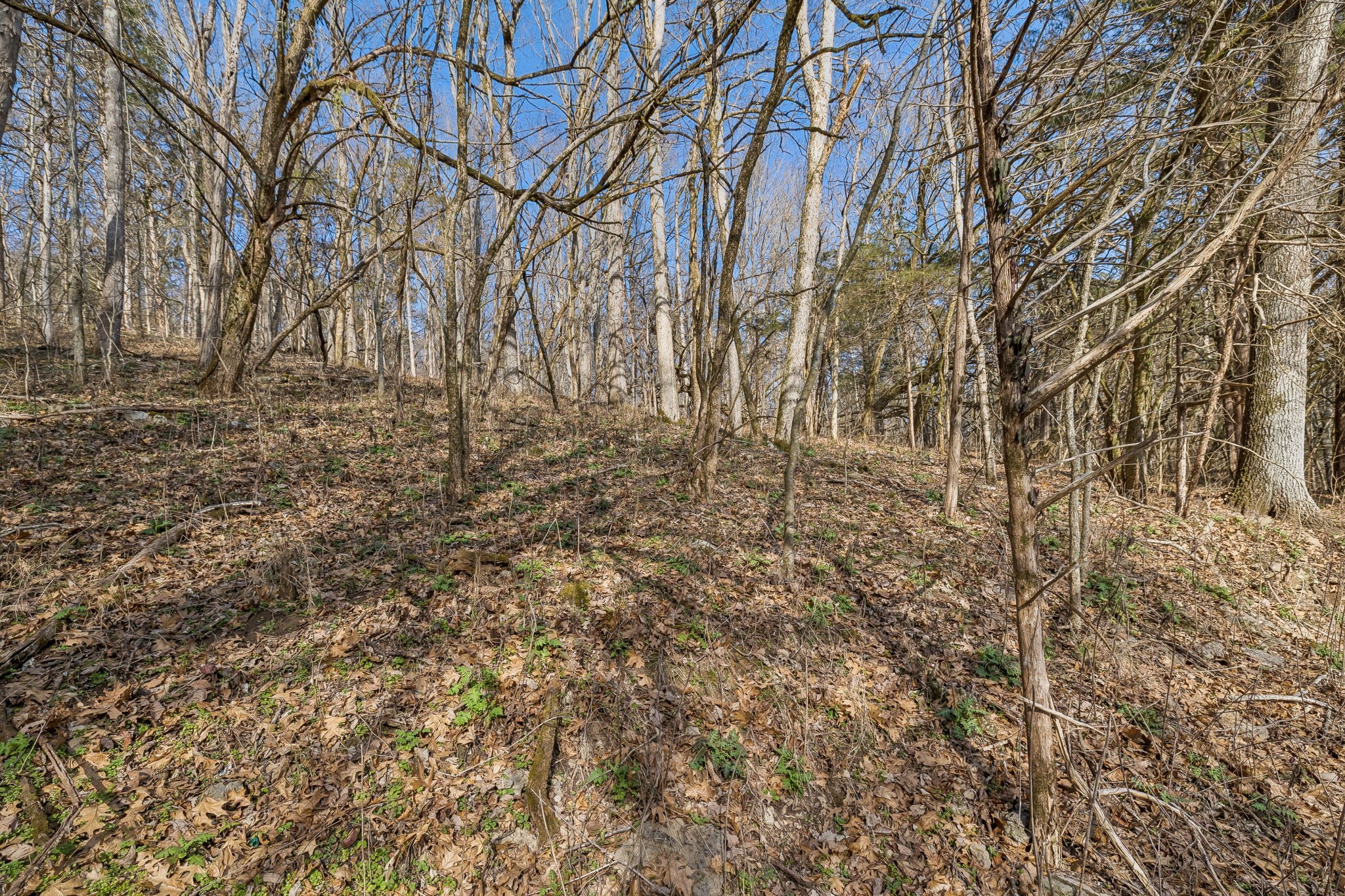 0 Dyer Branch Road Carthage, TN 37030 - Photo 7 of 30 a view of yard