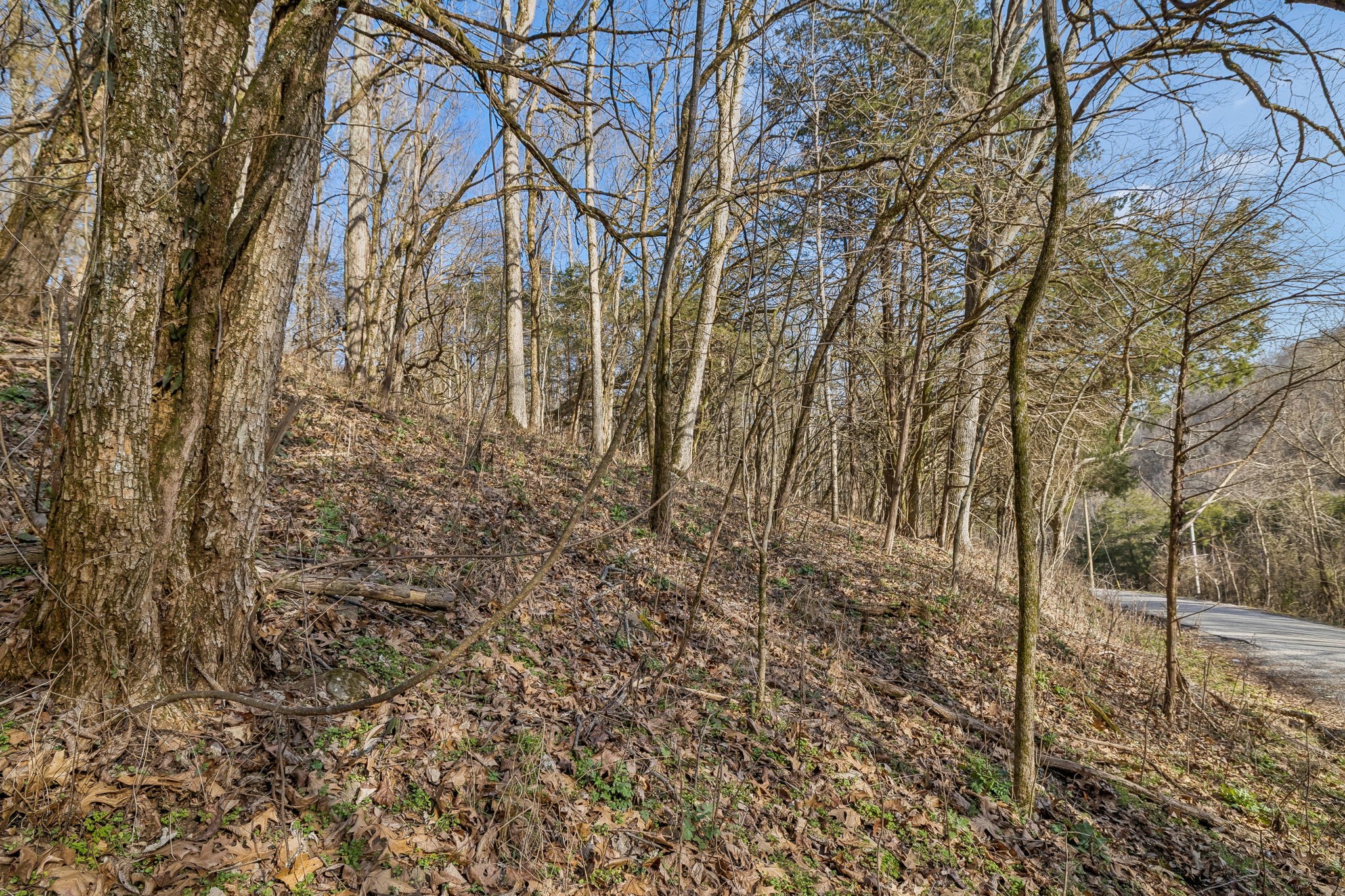 0 Dyer Branch Road Carthage, TN 37030 - Photo 9 of 30 a backyard of a house with lots of green space