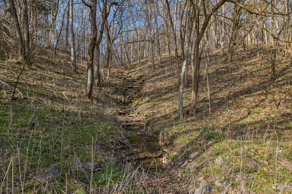 a view of a yard with trees