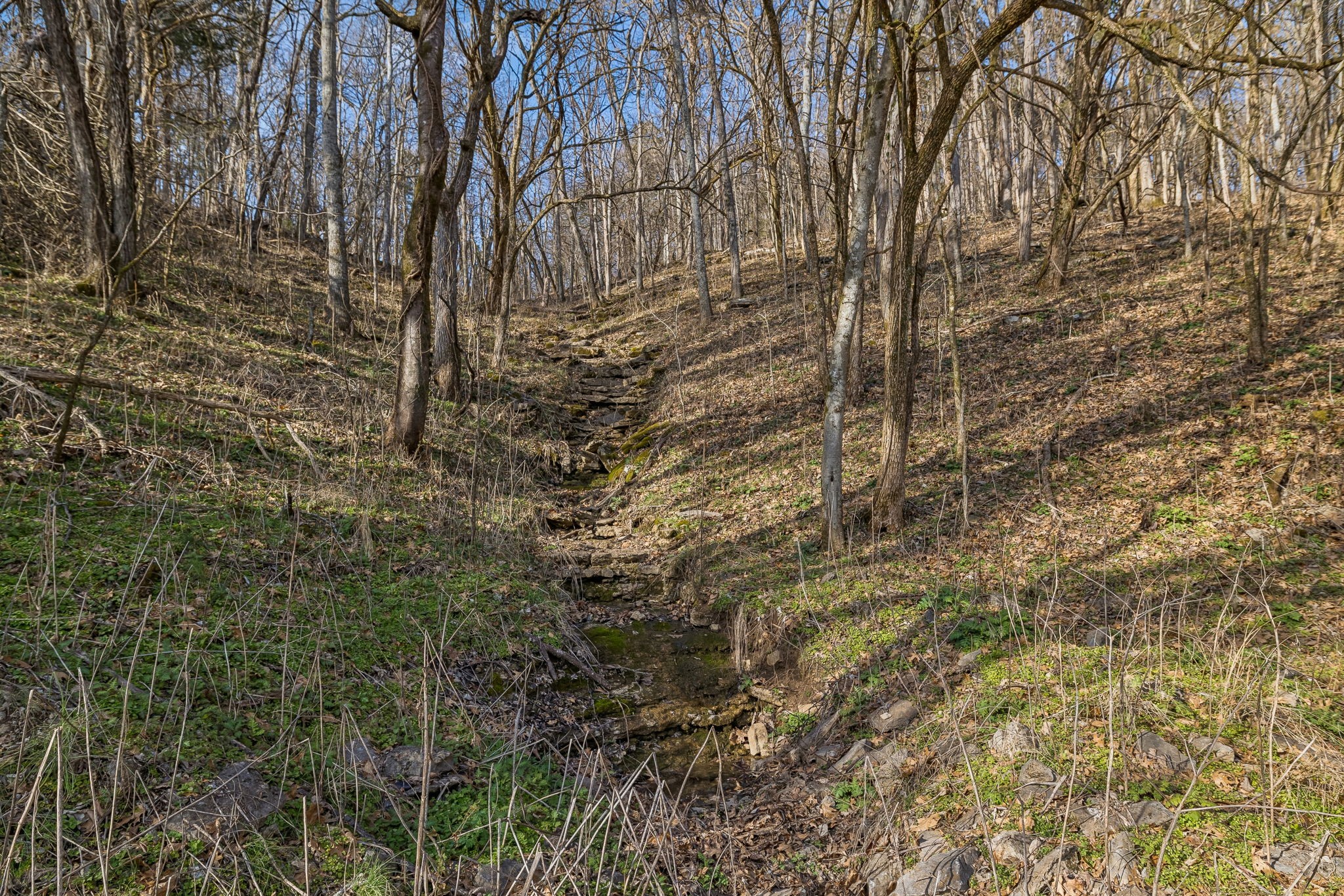 0 Dyer Branch Road Carthage, TN 37030 - Photo 10 of 30 a view of a yard with a tree