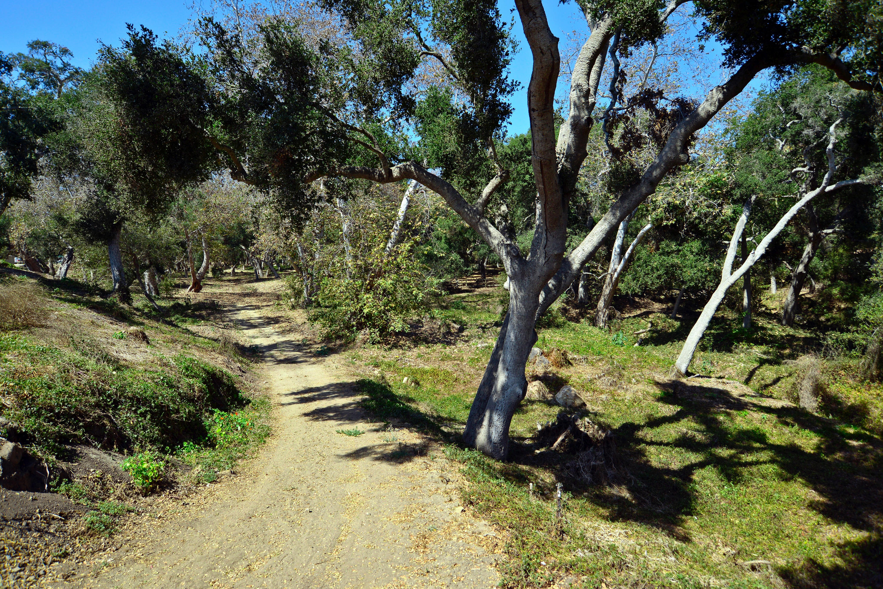 200 Lambert Road Carpinteria, CA 93013 - Photo 14 of 25 a view of a garden with large trees