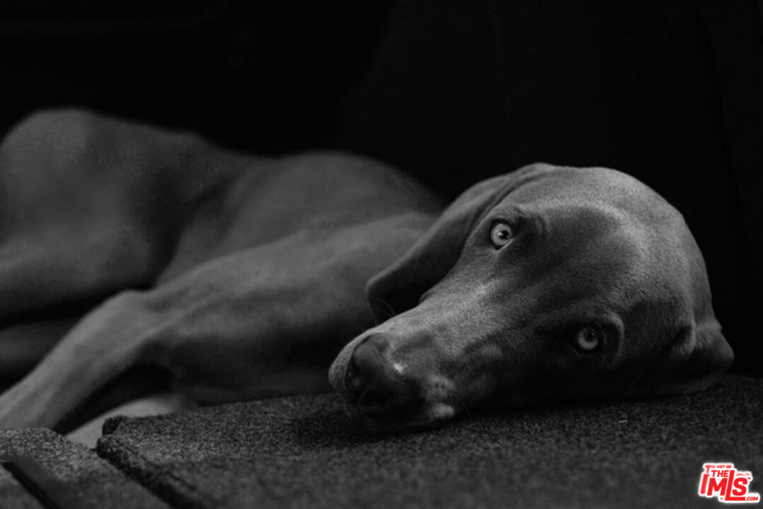 3033 Wilshire Boulevard, Unit 1707 Los Angeles, CA 90020 - Photo 31 of 32 a view of a bird of a house