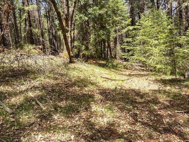 a view of a yard with large trees