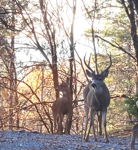 a view of a backyard of the house