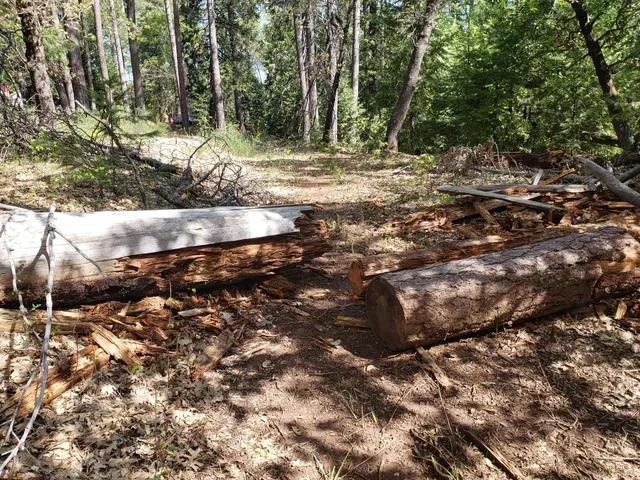 a view of a tree in a yard