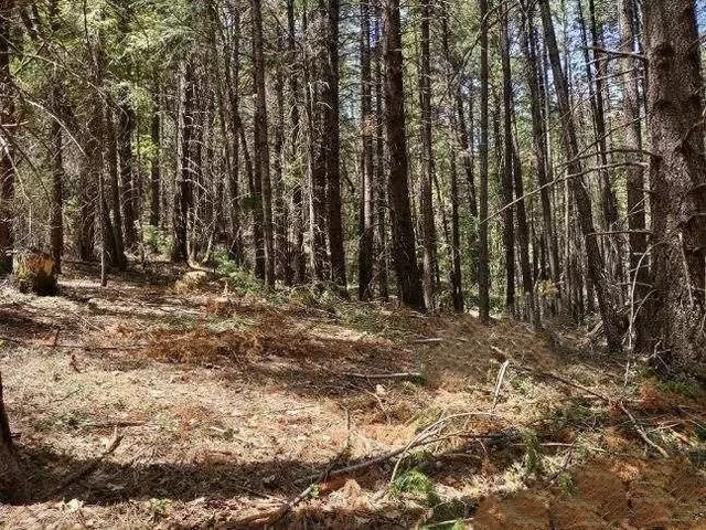 a view of outdoor space with trees