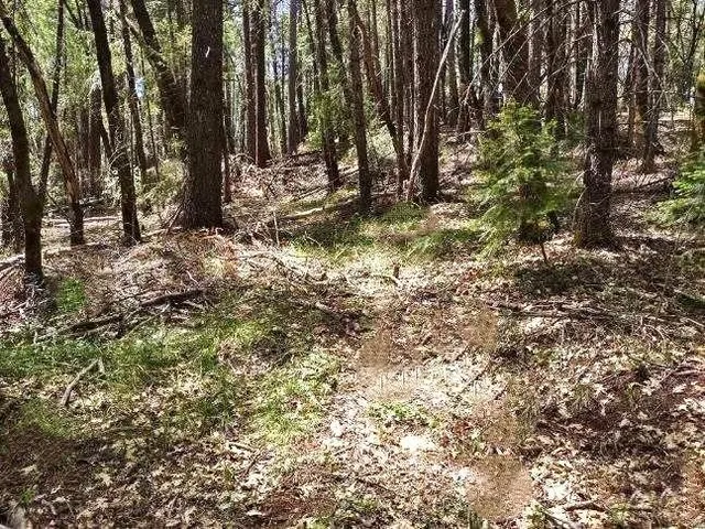 a view of a tree in the forest