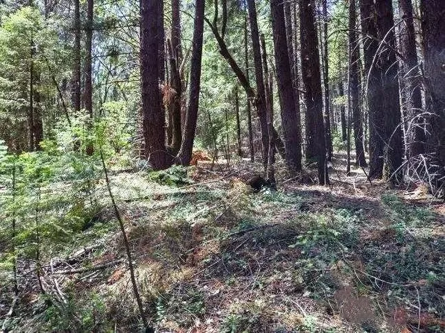 a view of a backyard with large trees