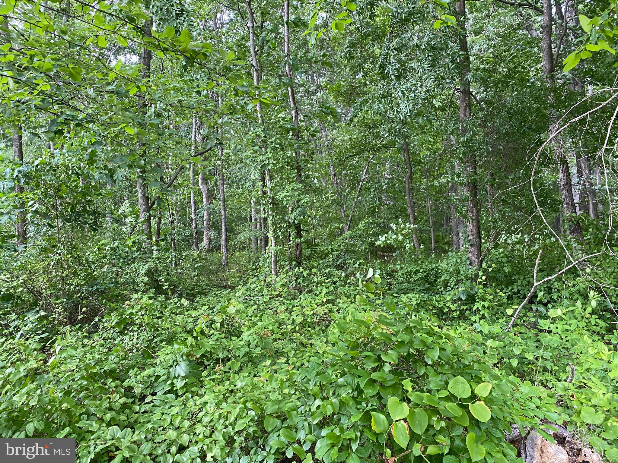 11852 Cherry Road Fredericksburg, VA 22407 - Photo 4 of 15