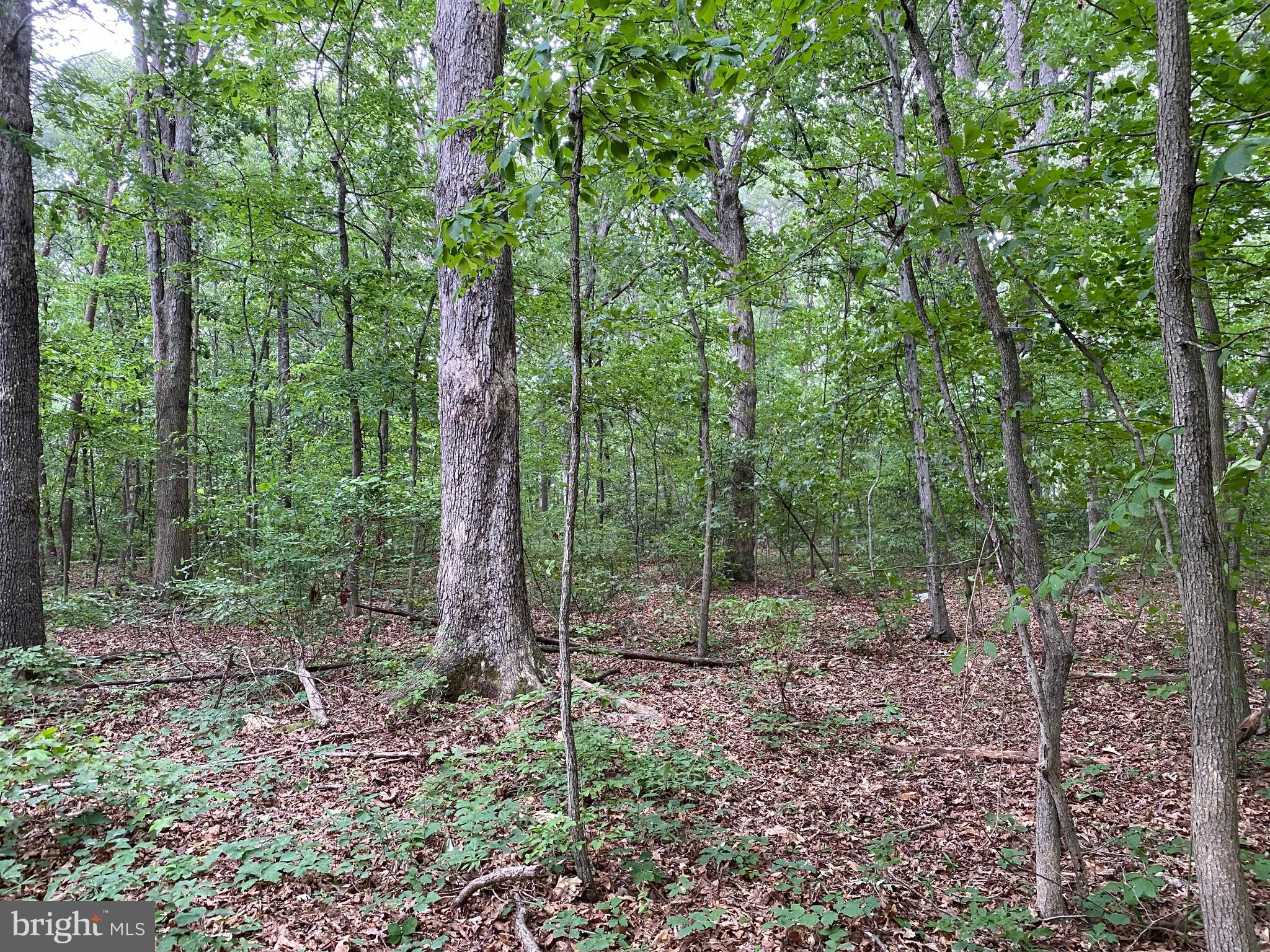 11852 Cherry Road Fredericksburg, VA 22407 - Photo 8 of 15