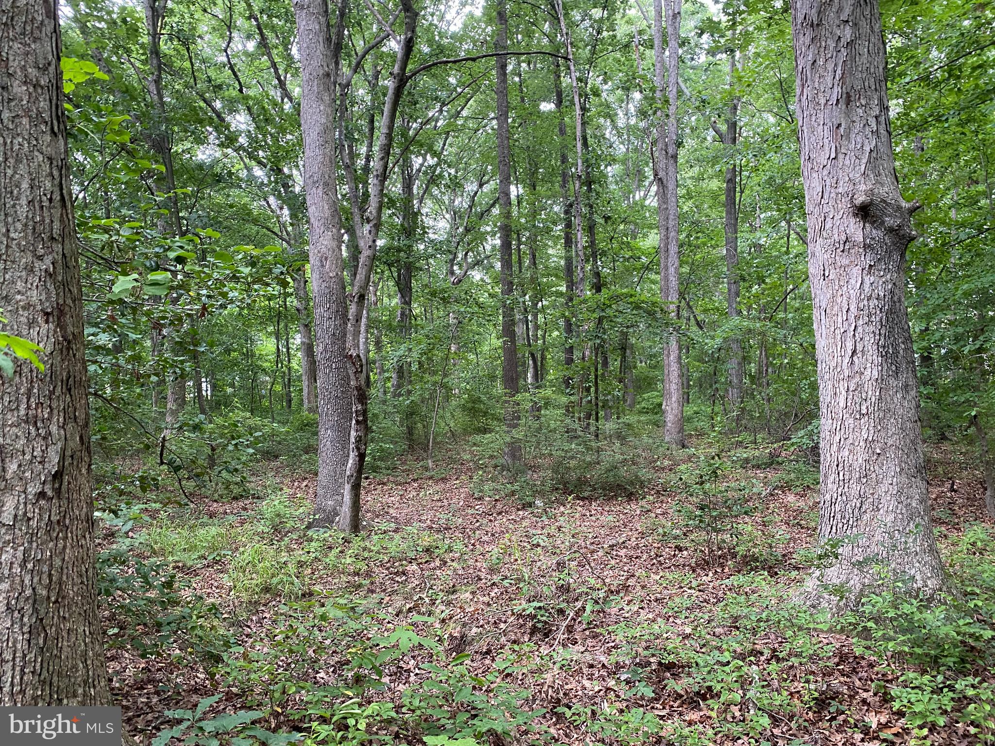 11852 Cherry Road Fredericksburg, VA 22407 - Photo 9 of 15