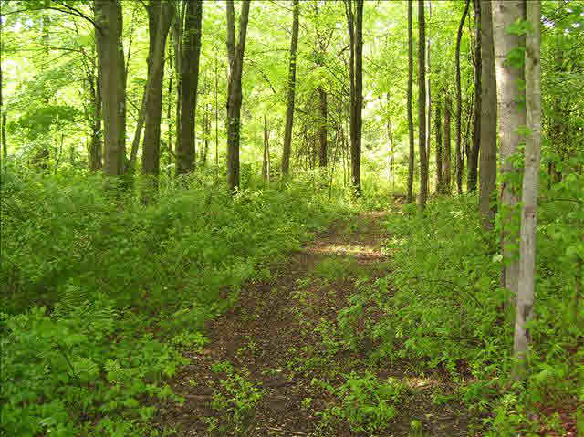 2866 West Erie Road Temperance, MI 48182 - Photo 18 of 18 Private WalkingTrail