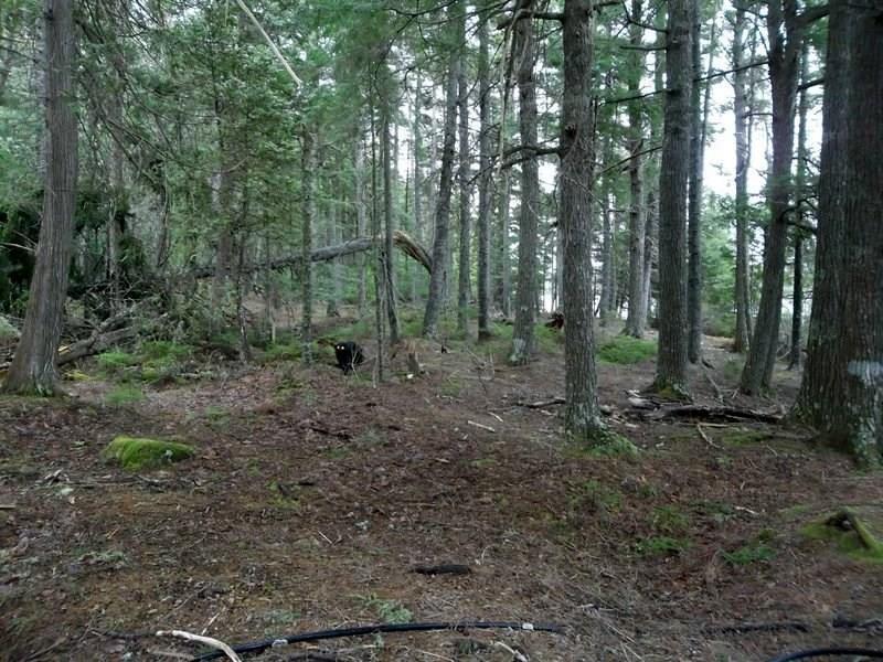 Xx Xx Stagecoach Road Dennysville, ME 04628 - Photo 21 of 34 Photo