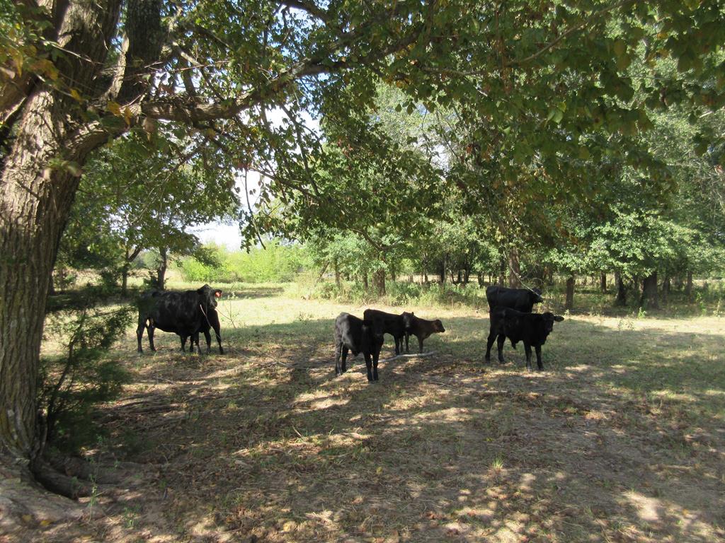 2703 AN County Road Tennessee Colony, TX 75861 - Photo 16 of 30