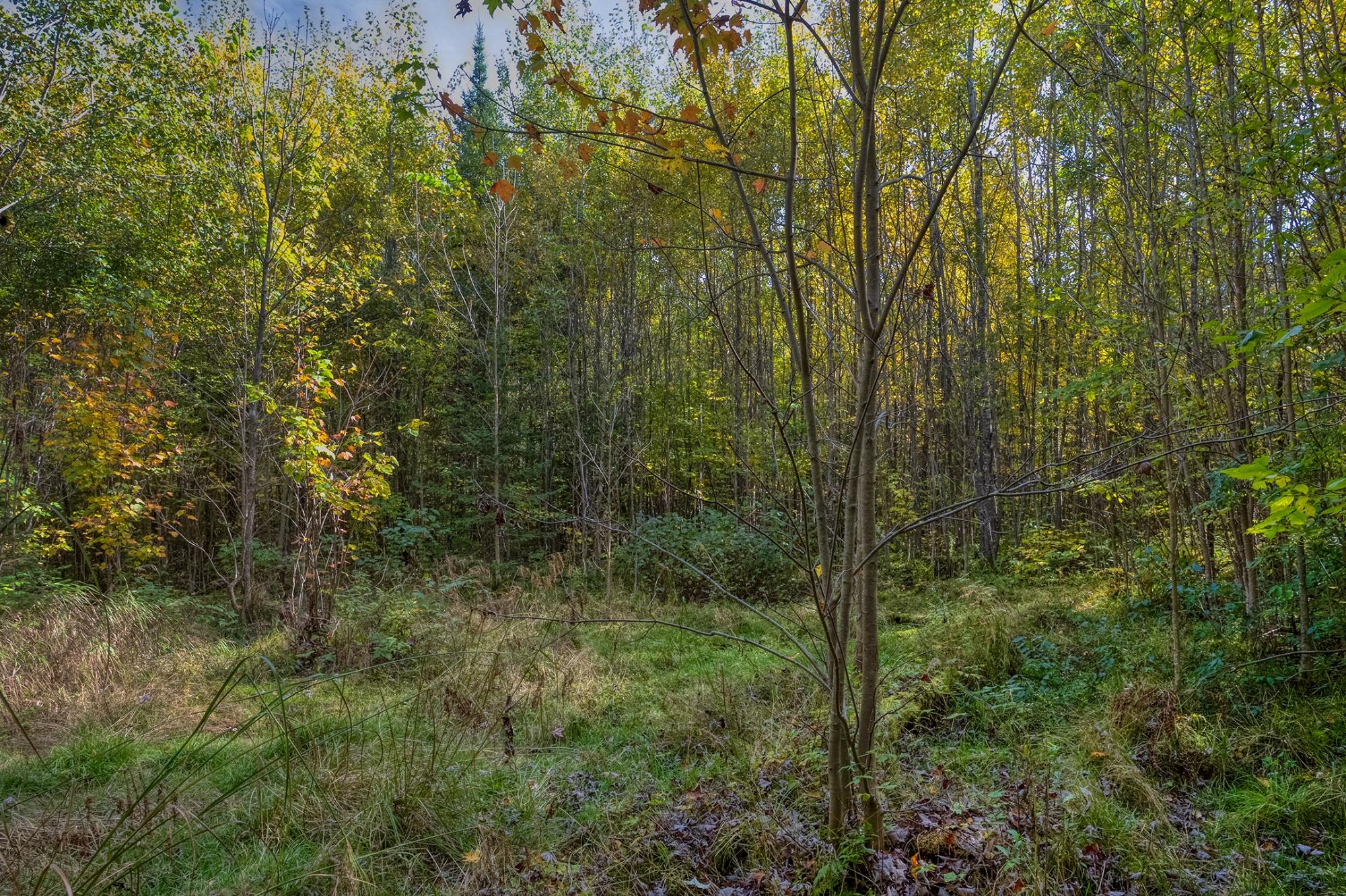 Off South Turtle Lake Road, Unit 10A Manitowish Waters, WI 54545 - Photo 31 of 61 Gallery Image 31