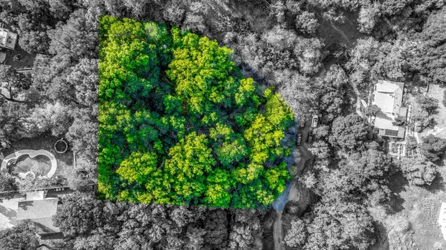 a plant that is in a garden